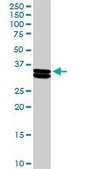 Anti-CSN1S1 antibody produced in rabbit purified immunoglobulin, buffered aqueous solution