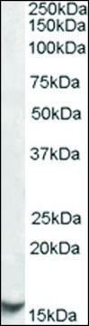 Anti-CST3 antibody produced in goat affinity isolated antibody, buffered aqueous solution