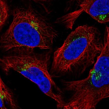 Anti-AP1AR antibody produced in rabbit Prestige Antibodies&#174; Powered by Atlas Antibodies, affinity isolated antibody