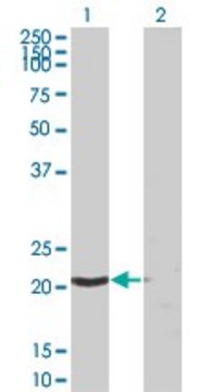 Monoclonal Anti-SSSCA1 antibody produced in mouse clone 2H4, purified immunoglobulin, buffered aqueous solution