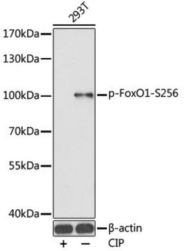 Anti-Phospho-FoxO1-S256 antibody produced in rabbit