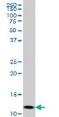 Monoclonal Anti-GHRL antibody produced in mouse clone 1C8, purified immunoglobulin, buffered aqueous solution
