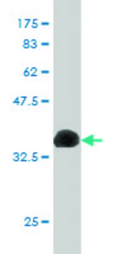 Monoclonal Anti-CUTL1 antibody produced in mouse clone 2D10, purified immunoglobulin, buffered aqueous solution