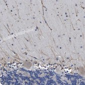Anti-CLCC1 antibody produced in rabbit Prestige Antibodies&#174; Powered by Atlas Antibodies, affinity isolated antibody, buffered aqueous glycerol solution