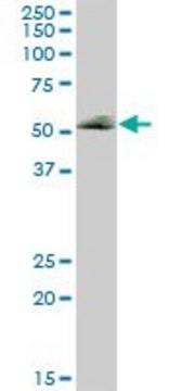 Anti-FUCA1 antibody produced in mouse purified immunoglobulin, buffered aqueous solution