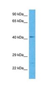 Anti-SLC14A1 antibody produced in rabbit affinity isolated antibody