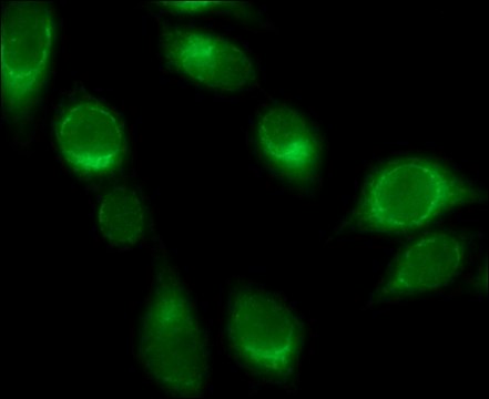 Anti-Rab32 antibody produced in rabbit ~1.0&#160;mg/mL, affinity isolated antibody