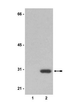 Anti-Neomycin Phosphotransferase II Antibody Upstate&#174;, from rabbit