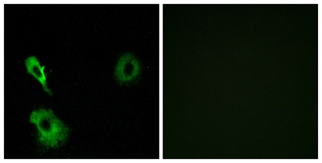 Anti-GRM7 antibody produced in rabbit affinity isolated antibody