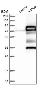 Anti-ACBD3 antibody produced in rabbit Prestige Antibodies&#174; Powered by Atlas Antibodies, affinity isolated antibody, buffered aqueous glycerol solution