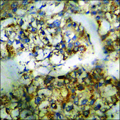 Anti-phospho-ERK8 (pThr175+Tyr177) antibody produced in rabbit affinity isolated antibody