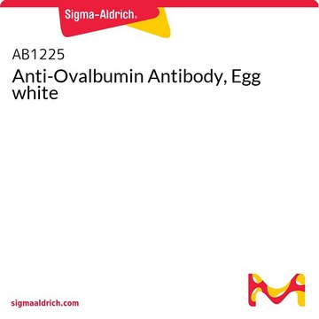 Anti-Ovalbumin Antibody, Egg white