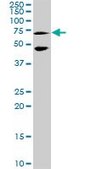 Anti-MEF2C antibody produced in rabbit purified immunoglobulin, buffered aqueous solution