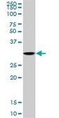 Anti-CDK3 antibody produced in rabbit purified immunoglobulin, buffered aqueous solution