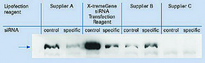 X-tremeGENE&#8482; siRNA Transfection Reagent Polymer reagent for delivering siRNA to common cell lines