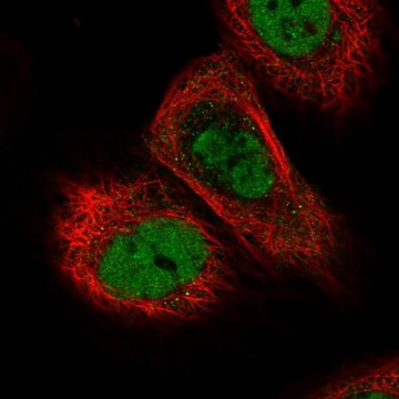 Anti-TICRR antibody produced in rabbit Prestige Antibodies&#174; Powered by Atlas Antibodies, affinity isolated antibody