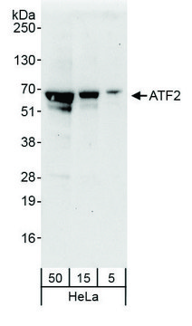 Rabbit anti-ATF2 Antibody, Affinity Purified Powered by Bethyl Laboratories, Inc.
