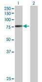Anti-POR antibody produced in mouse purified immunoglobulin, buffered aqueous solution