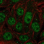 Anti-PCBP1 antibody produced in rabbit Prestige Antibodies&#174; Powered by Atlas Antibodies, affinity isolated antibody