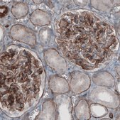 Monoclonal Anti-LAMC1 antibody produced in mouse Prestige Antibodies&#174; Powered by Atlas Antibodies, clone CL3201, purified immunoglobulin, buffered aqueous glycerol solution