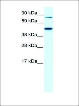 Anti-EPB42 antibody produced in rabbit affinity isolated antibody