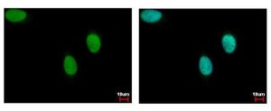 Anti-LIG3 antibody produced in rabbit affinity isolated antibody, buffered aqueous solution