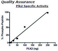 PLK2 Active human recombinant, expressed in baculovirus infected insect cells, &#8805;60% (SDS-PAGE)