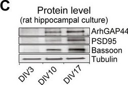Anti-&#946;-Tubulin III (neuronal) antibody, Mouse monoclonal ~1.0&#160;mg/mL, clone 2G10, purified from hybridoma cell culture