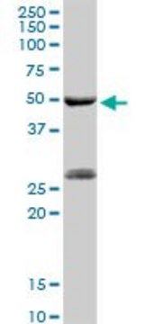 Anti-PGA5 antibody produced in rabbit purified immunoglobulin, buffered aqueous solution