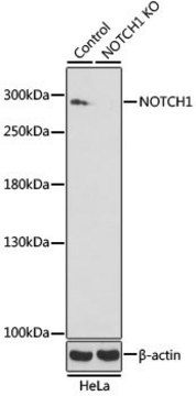 Anti-NOTCH1 antibody produced in rabbit