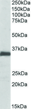 Anti-EFNB2 antibody produced in goat affinity isolated antibody, buffered aqueous solution