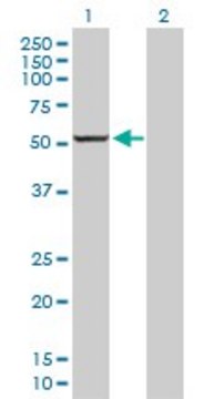 Anti-CYP1A2 antibody produced in rabbit purified immunoglobulin, buffered aqueous solution