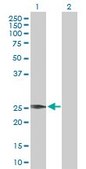 Anti-VEGFB antibody produced in rabbit purified immunoglobulin, buffered aqueous solution