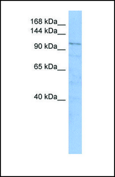 Anti-TRAK1 antibody produced in rabbit affinity isolated antibody