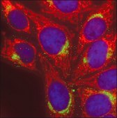 Anti-Goat IgG (H+L), highly cross-adsorbed, CF&#8482; 568 antibody produced in donkey ~2&#160;mg/mL, affinity isolated antibody