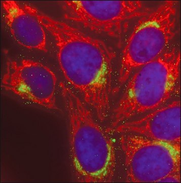 Anti-Rabbit IgG (H+L), highly cross-adsorbed, CF&#8482; 568 antibody produced in donkey ~2&#160;mg/mL, affinity isolated antibody