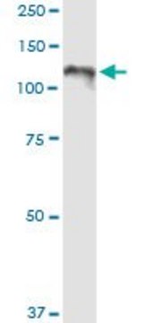 Anti-CC2D1A antibody produced in rabbit purified immunoglobulin, buffered aqueous solution