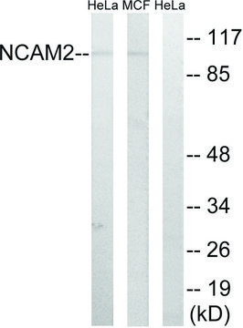 Anti-NCAM2 antibody produced in rabbit affinity isolated antibody