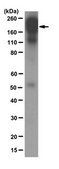 Anti-Integrin &#946;1 Antibody, clone 12G10 clone 12G10, from mouse