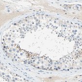 Anti-PCDHB2 antibody produced in rabbit Prestige Antibodies&#174; Powered by Atlas Antibodies, affinity isolated antibody, buffered aqueous glycerol solution