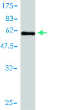 Monoclonal Anti-ICOSLG antibody produced in mouse clone 1E2, purified immunoglobulin, buffered aqueous solution