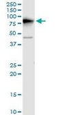 Monoclonal Anti-DDX3Y antibody produced in mouse clone 2D7, purified immunoglobulin, buffered aqueous solution