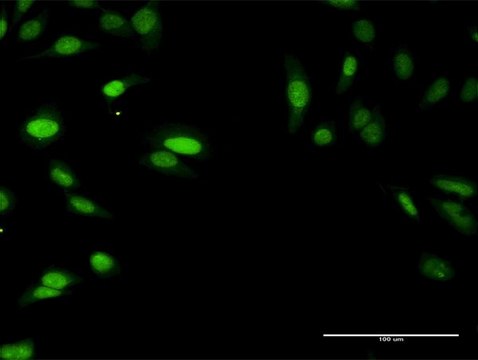 Anti-SIRT7 antibody produced in rabbit purified immunoglobulin, buffered aqueous solution