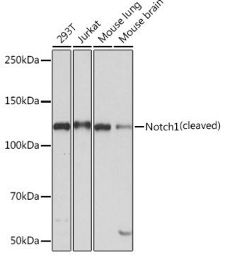 Anti-Notch1 Antibody, clone 7L3V4, Rabbit Monoclonal