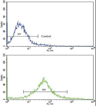 ANTI-C-KIT(N-TERMINAL) antibody produced in rabbit IgG fraction of antiserum, buffered aqueous solution