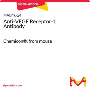 Anti-VEGF Receptor-1 Antibody Chemicon&#174;, from mouse