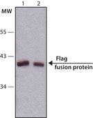 Rabbit Monoclonal ANTI-FLAG&#174; Clone SIGI-25 clone SIG1-25, ascites fluid