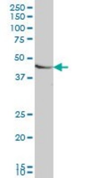 Monoclonal Anti-SMAD7 antibody produced in mouse clone 4E1, purified immunoglobulin, buffered aqueous solution