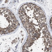 Anti-UPF1 antibody produced in rabbit Prestige Antibodies&#174; Powered by Atlas Antibodies, affinity isolated antibody, buffered aqueous glycerol solution, Ab2