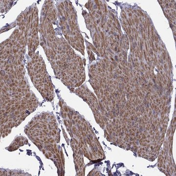 Anti-TMEM158 antibody produced in rabbit Prestige Antibodies&#174; Powered by Atlas Antibodies, affinity isolated antibody